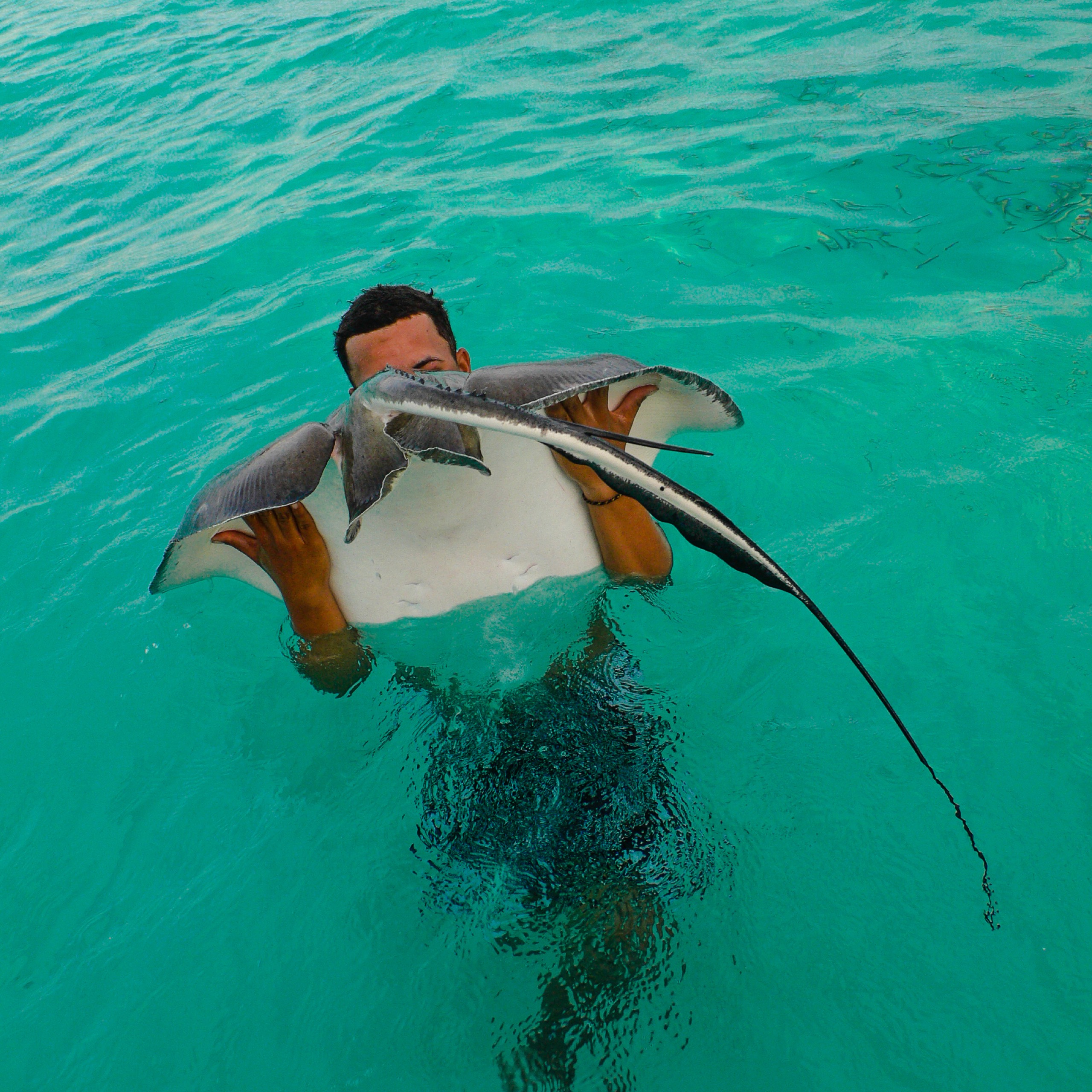 THE “il BORBONICO” STUDIES